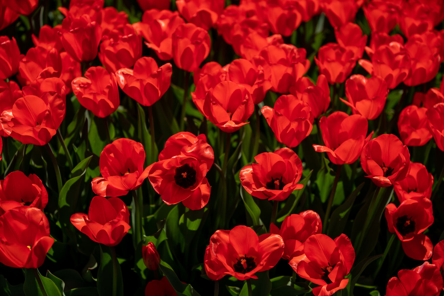 87th Pella Tulip Time